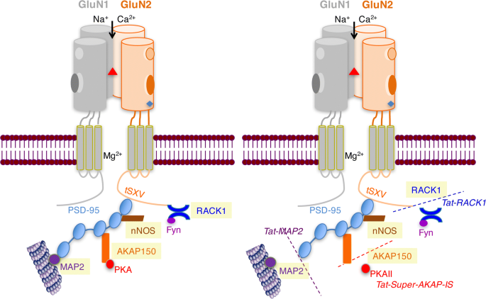 SciELO - Brazil - Does mismatch negativity have utility for NMDA receptor  drug development in depression? Does mismatch negativity have utility for  NMDA receptor drug development in depression?