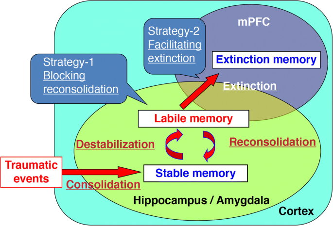 Reconsolidation/destabilization, extinction and forgetting of fear memory  as therapeutic targets for PTSD | SpringerLink