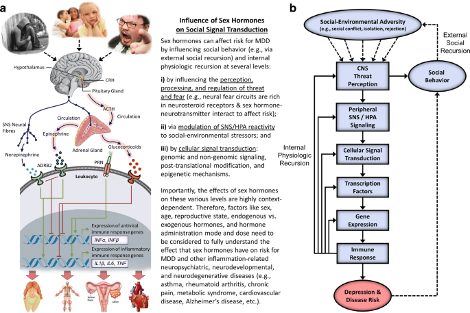 sex hormones sex hormones