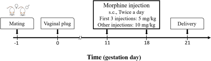 how to plug morphine how to plug morphine