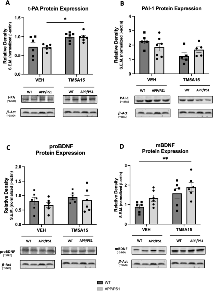 Plasminogen Activator Inhibitor-1 Is a Marker and a Mediator of