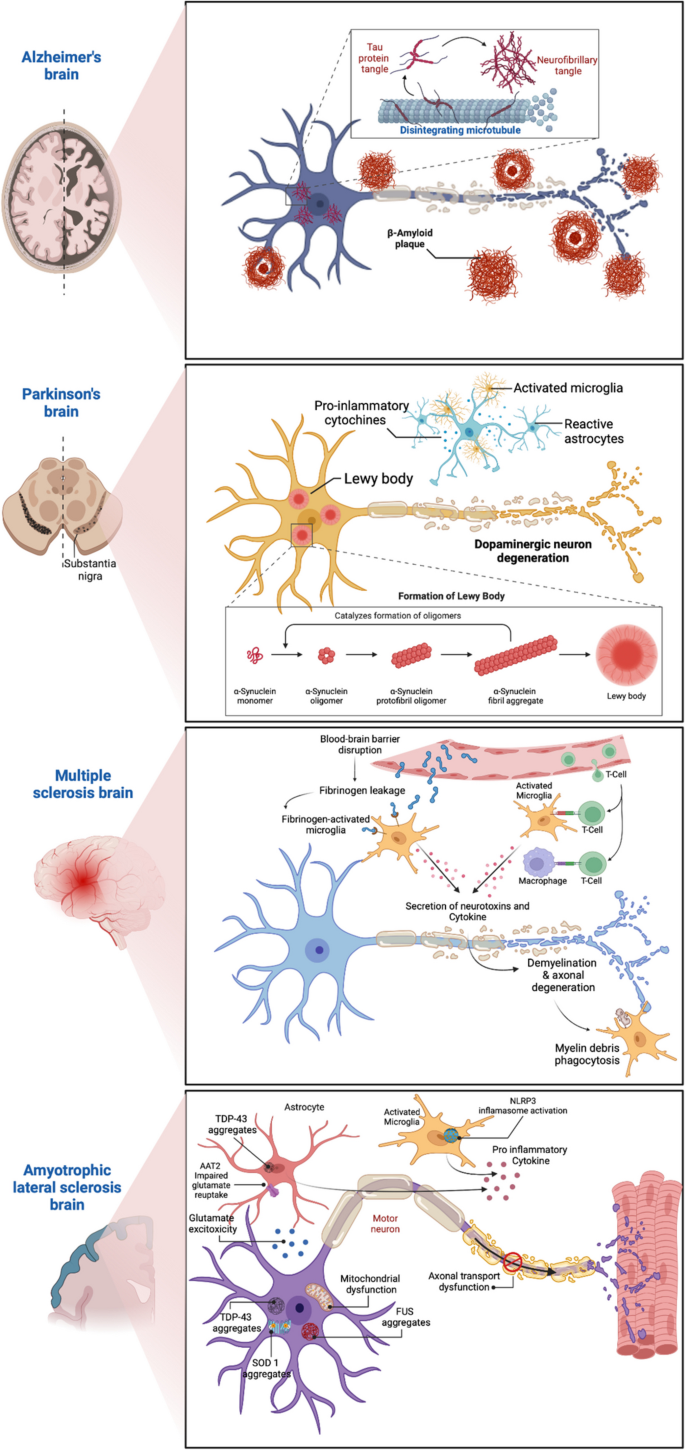 does bpc 157 cross the blood brain barrier High-level overview of pathways modulated by BPC-157. It is important