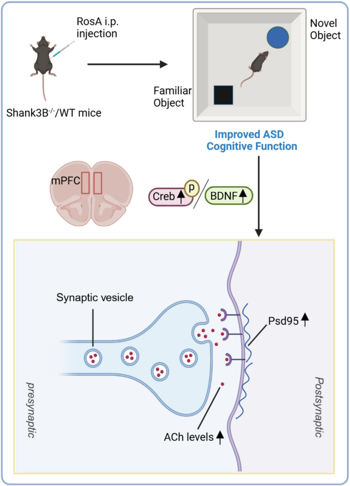 Targeting synaptic plasticity and acetylcholine dysregulation in the ...