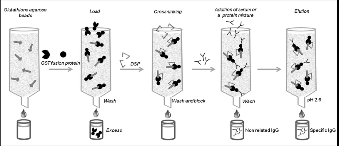 purification of proteins fused to glutathione s transferase An alternative easy method for antibody purification and analysis of protein –protein interaction using GST fusion proteins immobilized onto glutathione–agarose  | Analytical and Bioanalytical Chemistry