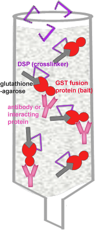 An alternative easy method for antibody purification and analysis of  protein–protein interaction using GST fusion proteins immobilized onto  glutathione–agarose | SpringerLink