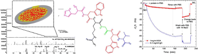 Affinity Interactions Of Human Immunoglobulin G With Short Peptides Role Of Ligand Spacer On Binding Kinetics And Mass Transfer Springerlink