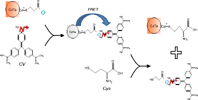 Switch-on fluorescent strategy based on crystal violet-functionalized CdTe  quantum dots for detecting L-cysteine and glutathione in water and urine |  Analytical and Bioanalytical Chemistry | Springer Nature Link