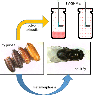 Optimization of total vaporization solid-phase microextraction (TV-SPME)  for the determination of lipid profiles of Phormia regina, a forensically  important blow fly species | SpringerLink