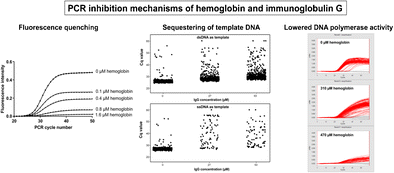 Inhibition Mechanisms Of Hemoglobin Immunoglobulin G And Whole Blood In Digital And Real Time Pcr Springerlink Inhibition Mechanisms Of Hemoglobin Immunoglobulin G And Whole Blood In Digital And Real Time Pcr Springerlink