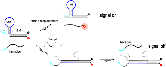 Training Gains Toehold For >> Toehold Integrated Molecular Beacon System For A Versatile Training Gains Toehold For >> Toehold Integrated Molecular Beacon System For A Versatile