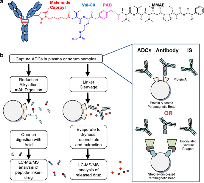 Method Development Of A Novel Pk Assay For Antibody Conjugated Drug Measurement Of Adcs Using Peptide Linker Drug Analyte Springerlink