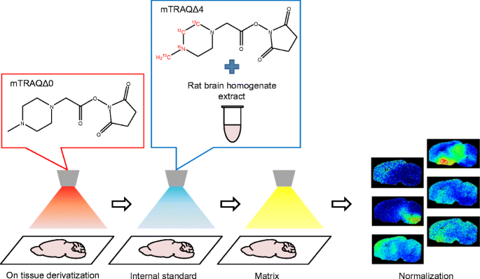 Use Of Mtraq Derivatization Reagents On Tissues For Imaging Neurotransmitters By Maldi Imaging Mass Spectrometry The Triple Spray Method Springerlink