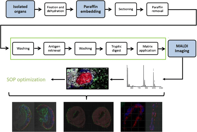 Sample preparation of formalin-fixed paraffin-embedded tissue sections for  MALDI-mass spectrometry imaging | SpringerLink