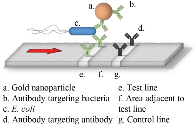Detection Of E Coli Labeled With Metal Conjugated Antibodies Using Lateral Flow Assay And Laser Induced Breakdown Spectroscopy Springerlink