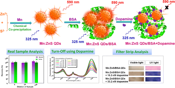 Dopamine Induced Photoluminescence Quenching Of Bovine Serum Albumin Capped Manganese Doped Zinc Sulphide Quantum Dots Springerlink