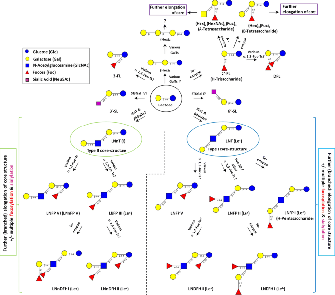 Targeted Lc Esi Ms 2 Characterization Of Human Milk Oligosaccharide Diversity At 6 To 16 Weeks Post Partum Reveals Clear Staging Effects And Distinctive Milk Groups Springerlink