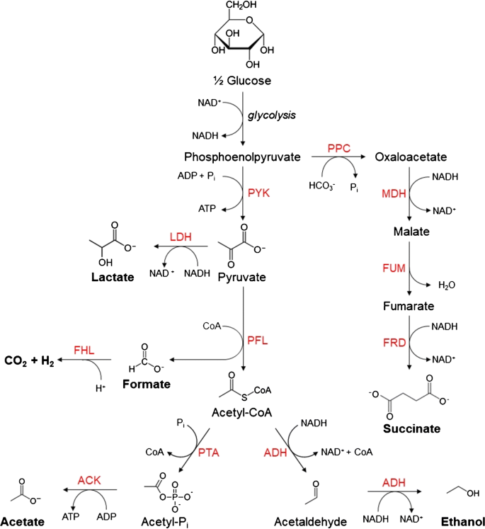 On-line analysis and in situ pH monitoring of mixed acid fermentation by  Escherichia coli using combined FTIR and Raman techniques | SpringerLink