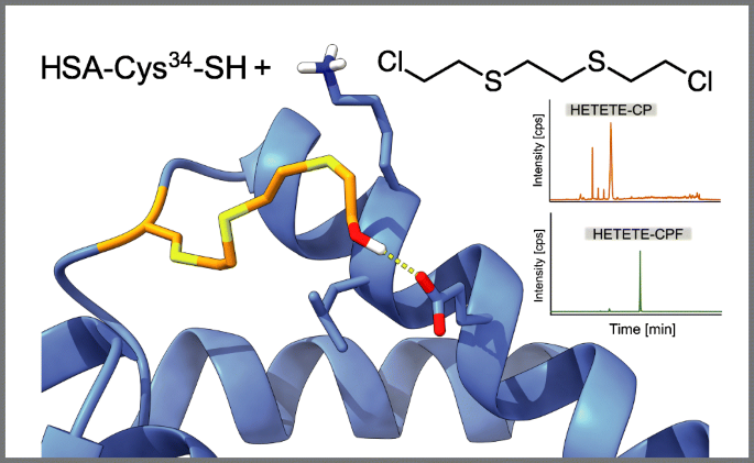 Adduct Of The Blistering Warfare Agent Sesquimustard With Human Serum Albumin And Its Mass Spectrometric Identification For Biomedical Verification Of Exposure Springerlink