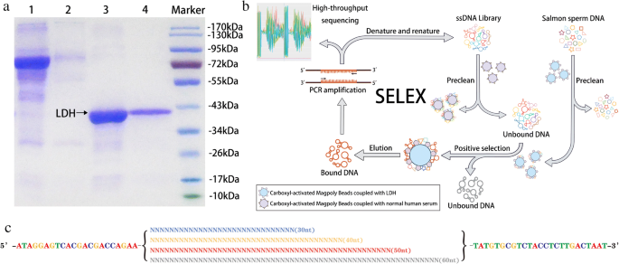 Identification Of Nucleic Acid Aptamers Against Lactate Dehydrogenase Via Selex And High Throughput Sequencing Springerlink