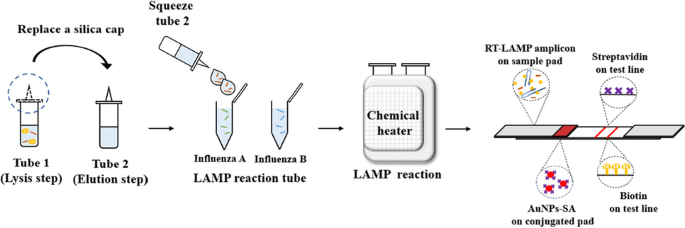 Rapid and simple detection of influenza virus via isothermal amplification  lateral flow assay | SpringerLink