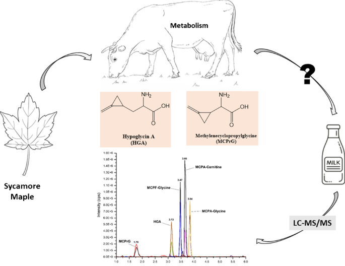 A sensitive LC–MS/MS method for the quantification of the plant toxins hypoglycin A and methylenecyclopropylglycine and their metabolites in cow's milk and urine and application to farm milk samples from Germany | A sensitive LC–MS/MS method for the quantification of the plant toxins hypoglycin A and methylenecyclopropylglycine and their metabolites in cow's milk and urine and application to farm milk samples from Germany |