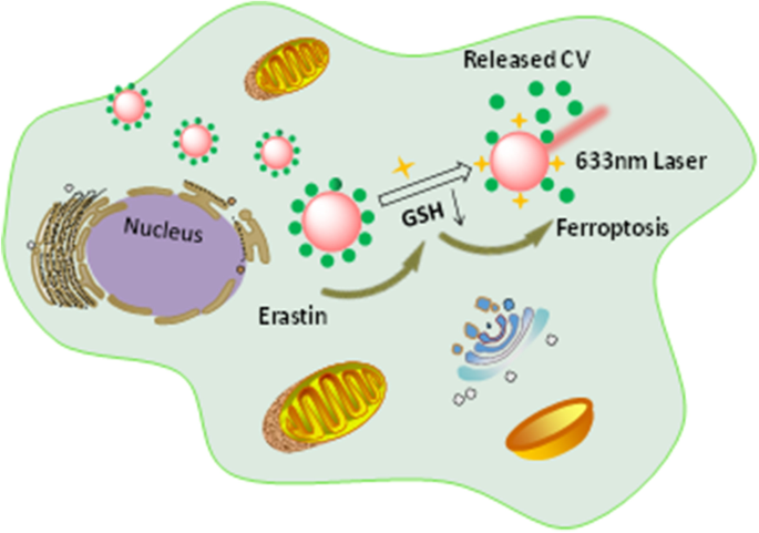 In situ and dynamic SERS monitoring of glutathione levels during cellular  ferroptosis metabolism | Analytical and Bioanalytical Chemistry