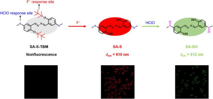 A ratiometric AIE probe with sequential activation for selective dual ...