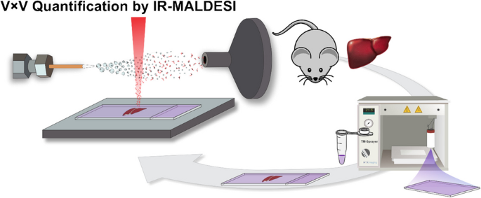 Demonstrating voxel-by-voxel (V × V) single-point calibration in liver ...