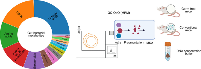Development of a GC-MS/MS method to quantify 120 gut microbiota-derived ...