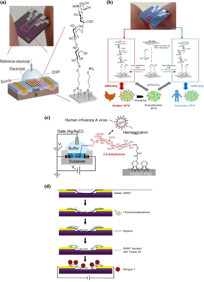 Carbohydrate-based biosensors for enhanced pathogen detection ...