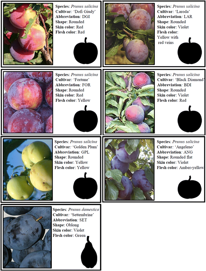 Fruit Aroma And Sensorial Characteristics Of Traditional And Innovative Japanese Plum Prunus Salicina Lindl Cultivars Grown In Italy Springerlink Fruit Aroma And Sensorial Characteristics Of Traditional And Innovative Japanese Plum Prunus Salicina Lindl Cultivars Grown In Italy Springerlink