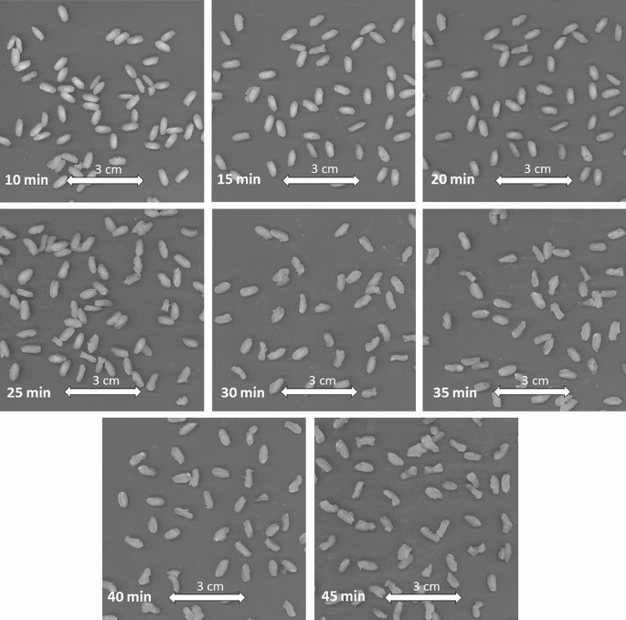 brown rice research paper figure 1