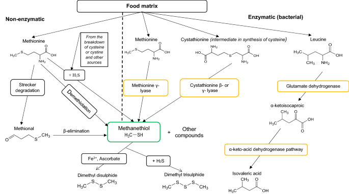 Towards Establishing The Spoilage Mechanisms Of The Long Horned Grasshopper Ruspolia Differens Serville Springerlink