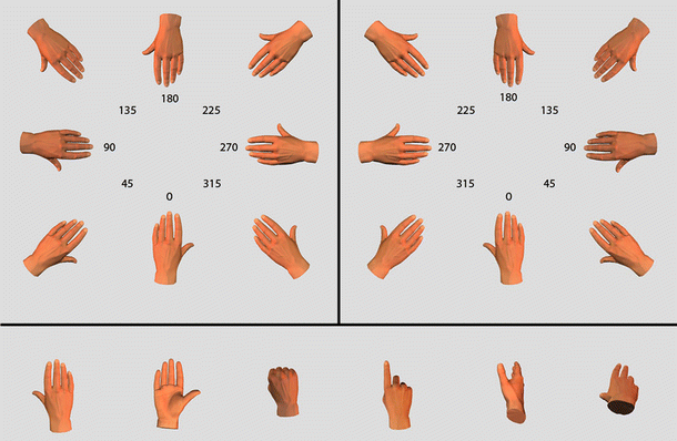 Differing roles for the dominant and non-dominant hands in the hand  laterality task | SpringerLink