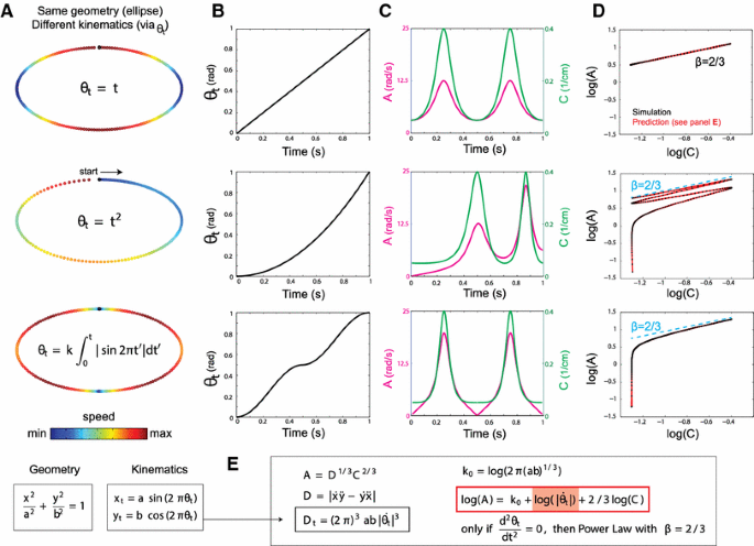 The Speed Curvature Power Law Of Movements A Reappraisal Springerlink