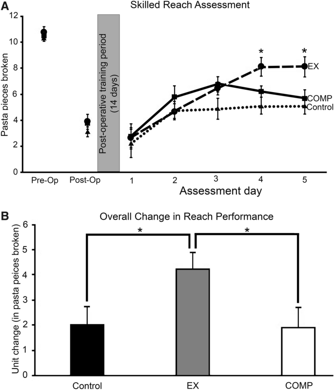 Voluntary exercise ameliorates the good limb effect in a mouse model stroke SpringerLink