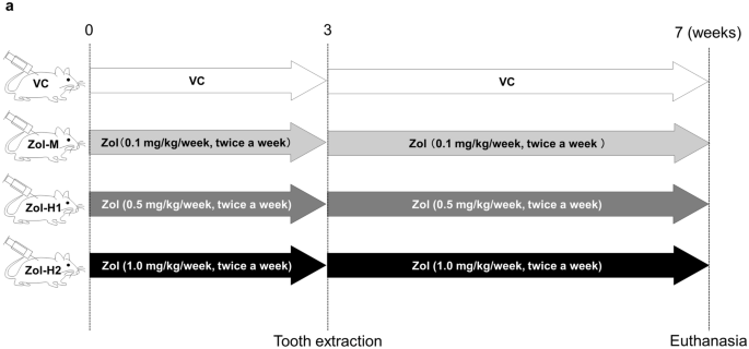 Zoledronic Acid Deteriorates Soft And Hard Tissue Healing Of Murine Tooth Extraction Sockets In A Dose Dependent Manner Springerlink