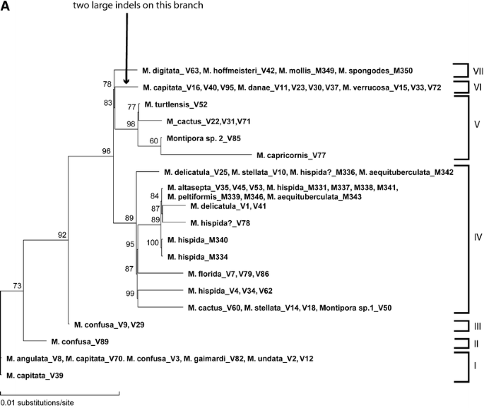 Patterns Of Evolution In The Scleractinian Coral Genus Montipora Acroporidae Springerlink Patterns Of Evolution In The Scleractinian Coral Genus Montipora Acroporidae Springerlink