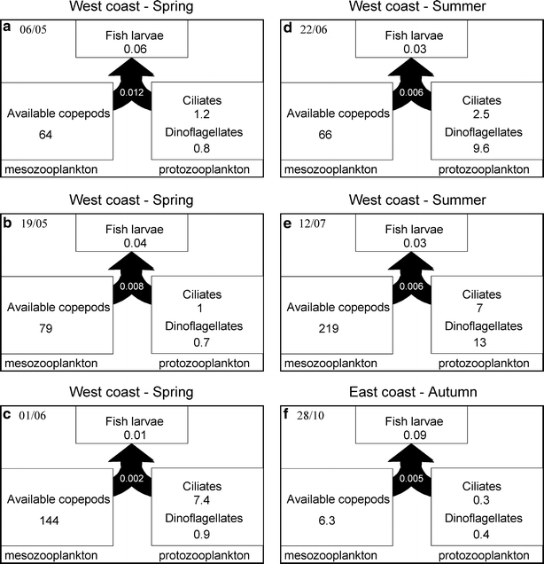 General aspects of the gut content of the Neoacrus spelaion sp. n