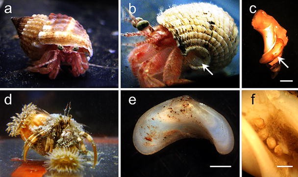 Obligate commensalism of Curvemysella paula (Bivalvia 