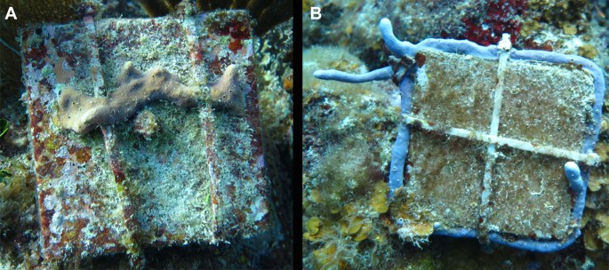 wallpapers Non Living Things Coral Reefs Example coral recruitment is impacted by the
