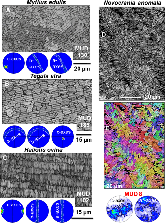 figure 28