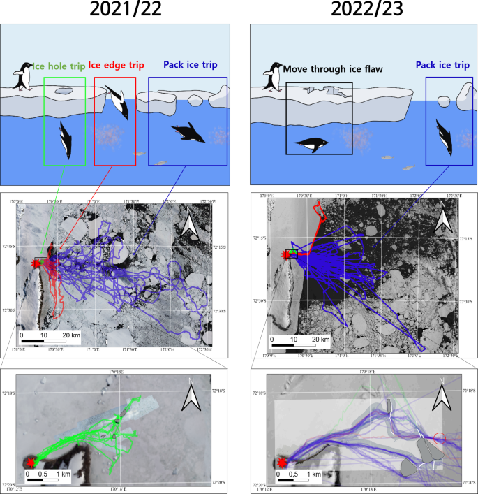 Adaptive foraging strategies of Adélie penguins in the Ross Sea Region ...