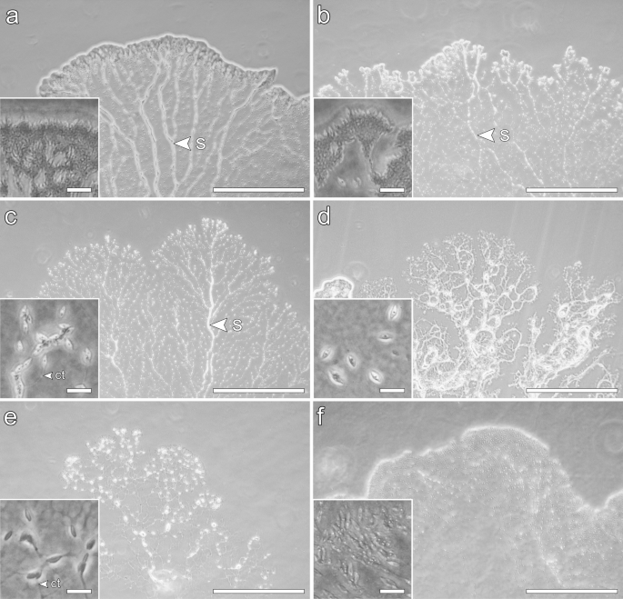 Labyrinthulidae High genetic diversity of Labyrinthula spp. inhabiting mangrove leaf ...