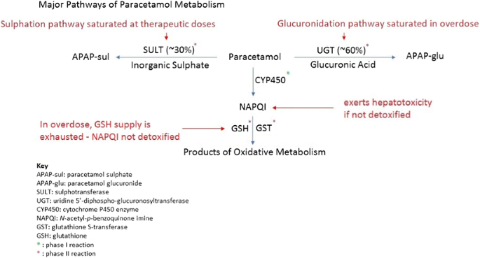 acetaminophen and alcohol metabolism