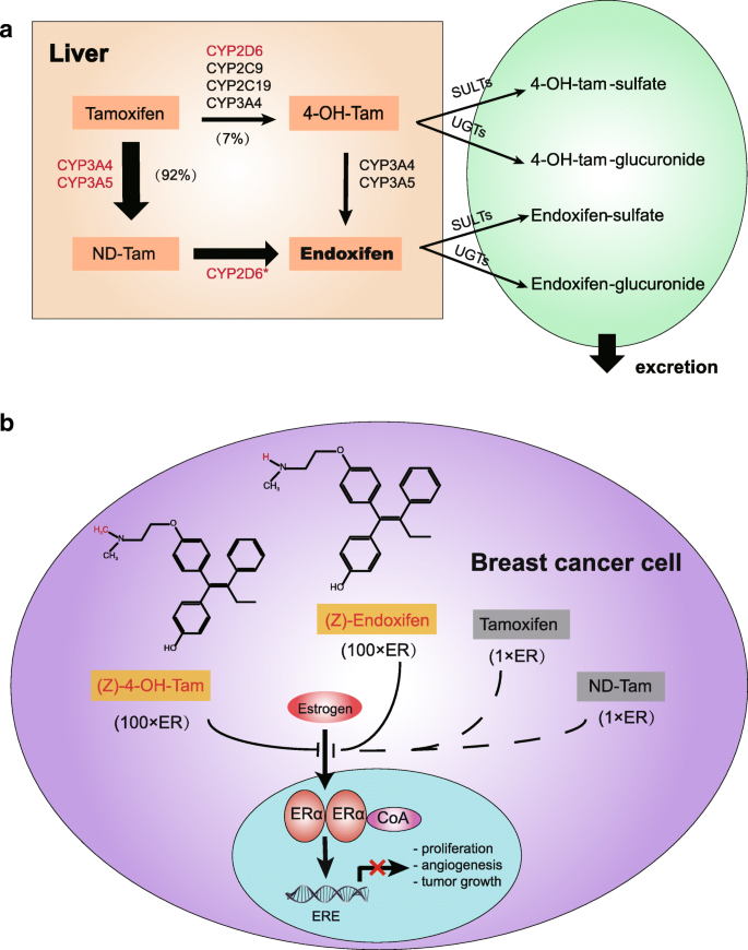 CYP2D6 polymorphisms influence tamoxifen treatment outcomes in