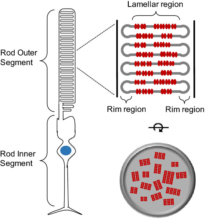 Optimal g0-742 Rod