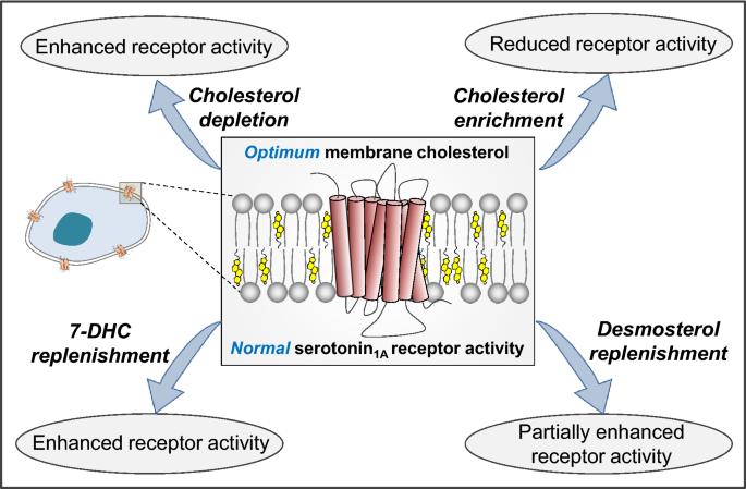 Structural Stringency And Optimal Nature Of Cholesterol Requirement In The Function Of The Serotonin 1a Receptor Springerlink