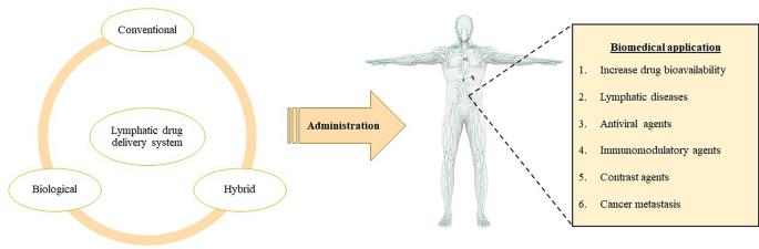 glutathione lymphatic system Glutathione Treatments 101: Part 1 — The Mother of All Antioxidants main image 1