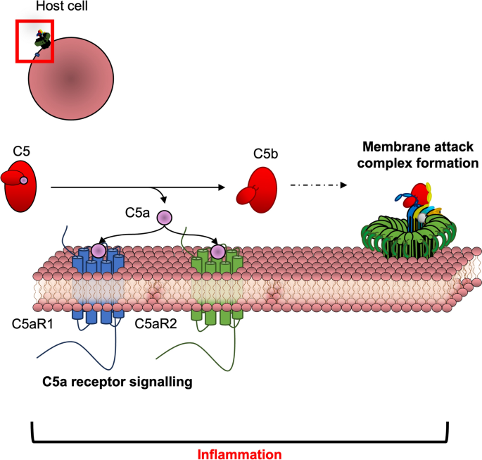 Action of the Terminal Complement Pathway on Cell Membranes | The ...